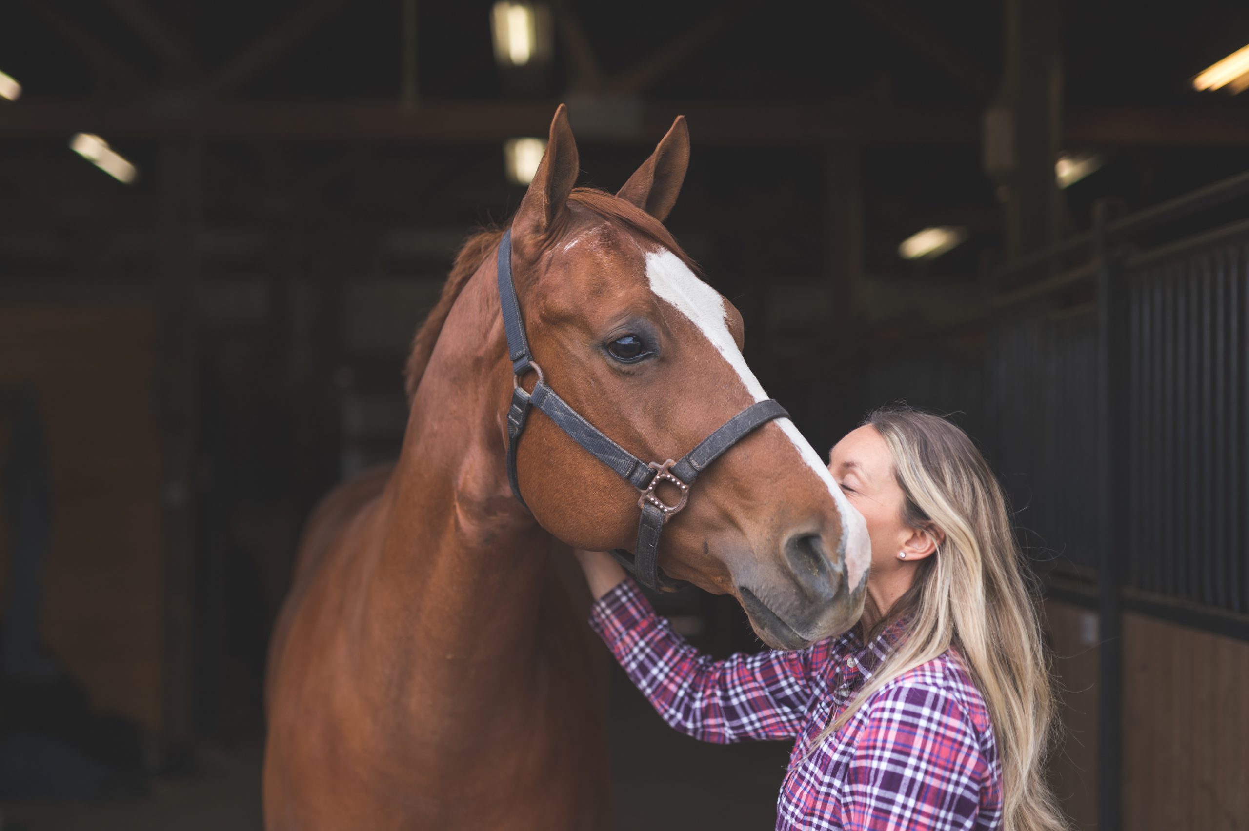 Pferdehalter-Haftpflicht kostenlos online vergleichen - mitNORM GmbH